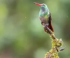 Amazilia tzacatl