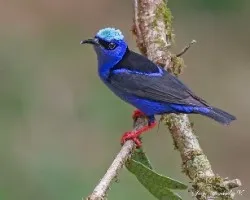 Cyanerpes cyaneus