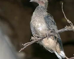 Palomas