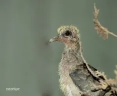 Palomas
