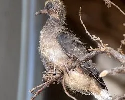 Palomas