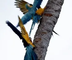 Ara ararauna