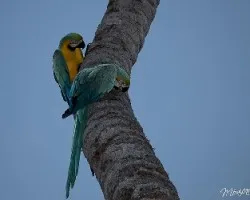 Ara ararauna