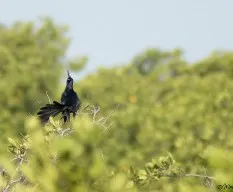 Quiscalus mexicanus