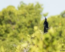 Quiscalus mexicanus