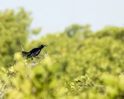 Quiscalus mexicanus