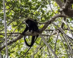 Alouatta palliata