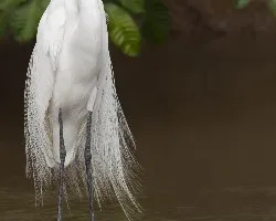 Ardea alba