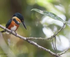 Chloroceryle aenea