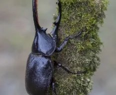 Dynastes neptunus