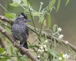 Thamnophilus doliatus