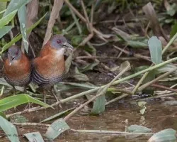 Laterallus albigularis