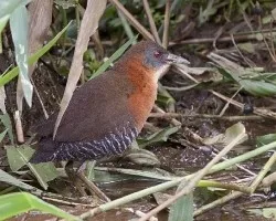 Laterallus albigularis