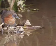 Laterallus albigularis