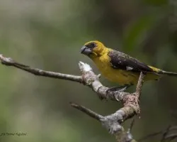 Pheucticus tibialis