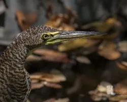 Tigrisoma mexicanum