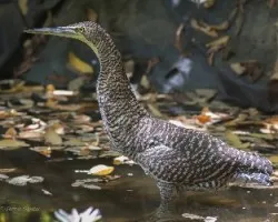 Tigrisoma mexicanum