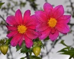 Dahlia