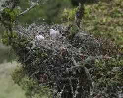 Buteo jamaicensis