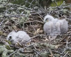 Buteo jamaicensis