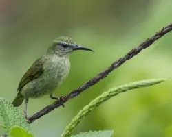Cyanerpes cyaneus
