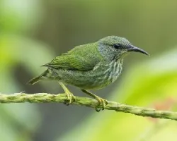 Cyanerpes lucidus