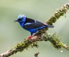 Cyanerpes cyaneus