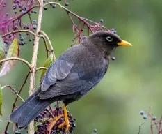 Turdus nigrescens
