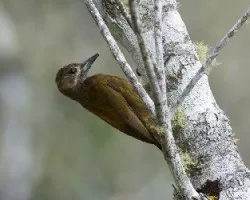Picoides fumigatus