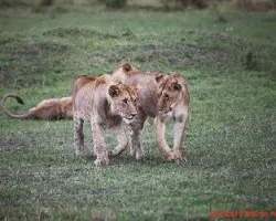 Panthera leo
