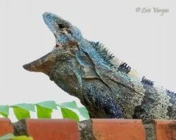 Ctenosaura similis