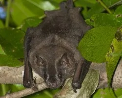 Dermanura tolteca