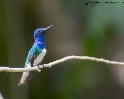 Florisuga mellivora