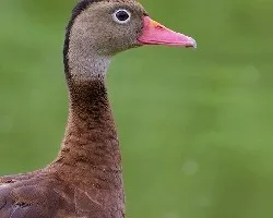 Dendrocygna autumnalis