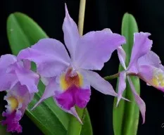 Cattleya