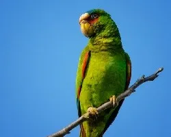 Amazona albifrons