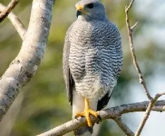 Buteo nitidus