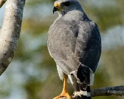 Buteo nitidus