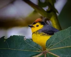Myioborus torquatus