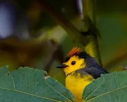 Myioborus torquatus