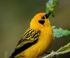 Tangara arthus