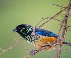 Tangara dowii