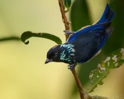 Tangara dowii