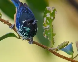 Tangara dowii