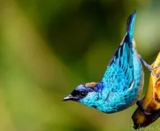 Tangara ruficervix