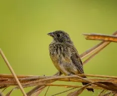 Volatinia jacarina