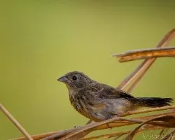 Volatinia jacarina