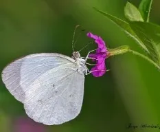 Una blanquita