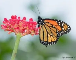 Danaus plexippus