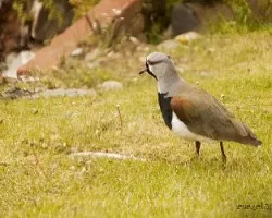 Vanellus chilensis
